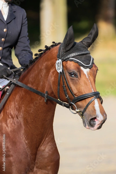 Fototapeta Dressage pony with eyesight head close-up on the tournament course.