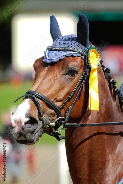 Obraz Horse head portrait in the award ceremony with golden bow.
