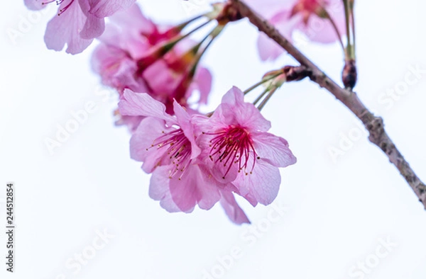 Fototapeta Beautiful cherry blossoms sakura tree bloom in spring isolated on white background, copy space, close up.