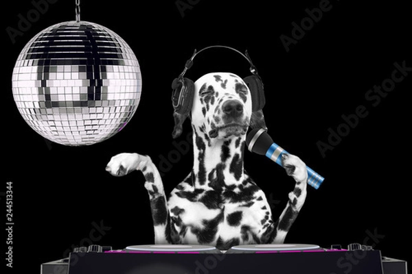 Fototapeta Dalmatian dog singing with microphone a karaoke song in a night club -- isolated on black