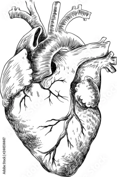 Obraz Anatomical Heart