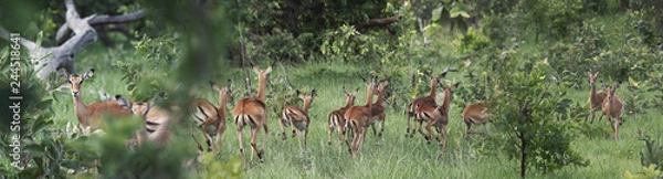 Fototapeta Impala escaping leopard