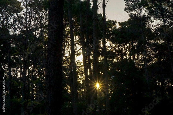 Obraz sol en el bosque de pinos 