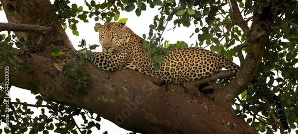 Fototapeta leopard in tree