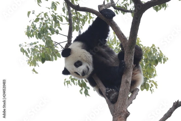 Obraz Panda Cub is Having Fun on the Tree