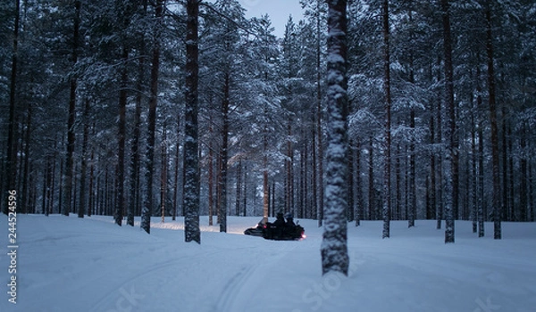 Obraz snowy forest in winter