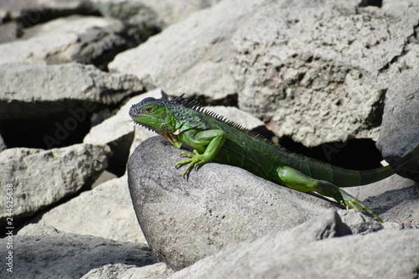 Obraz Iguana en roca