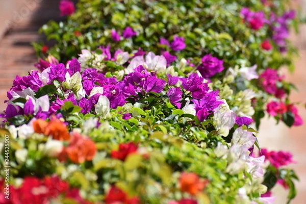 Obraz Colores mixtos flores 3