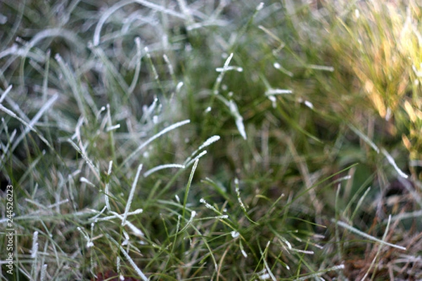 Fototapeta grass. frosty morning. October