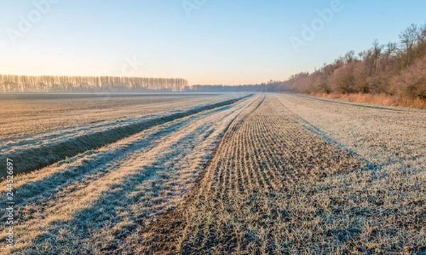 Fototapeta Dutch agricultural area with winter wheat sown in rows and a ditch on a cold winter morning