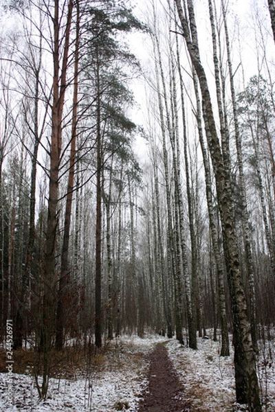 Fototapeta winter forest