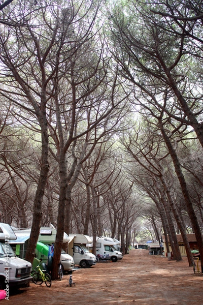 Fototapeta magic trees. italia