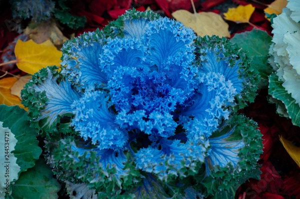 Fototapeta Cauliflower grows on the beds of large cauldrons.