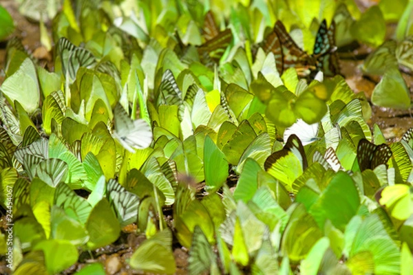 Fototapeta Crowded colorful butterfly