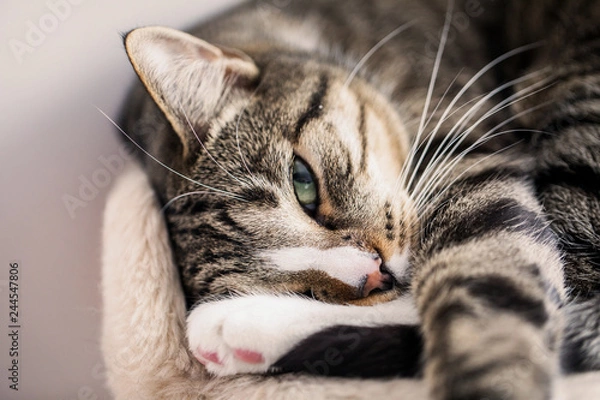 Obraz spiący kot