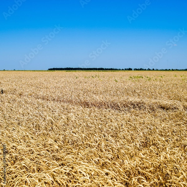 Fototapeta field of wheat