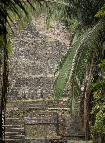Fototapeta Closeup shot of the Lamanai temple in Belize, framed by palm trees.