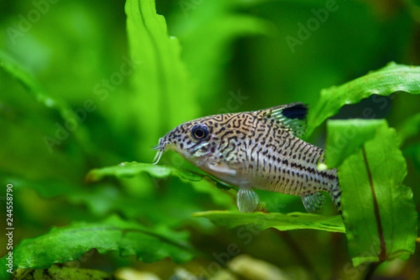 Obraz Corydoras paleatus. Pepper Cory Corydoras paleatus catfish. Fish Corydoras mottled, speckled Catfish sitting on the leaf of plants in the aquarium