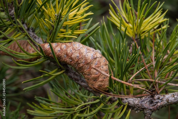 Obraz Jack Pine Cone in Winter