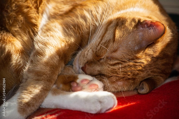 Obraz sleeping cat sunlight