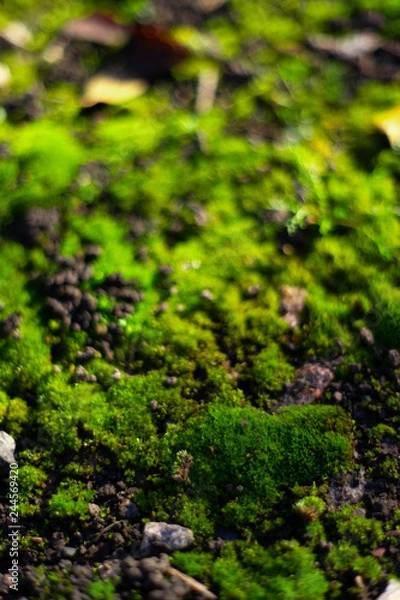 Fototapeta Hue green moss on black ground. Wet ground and soft moss.