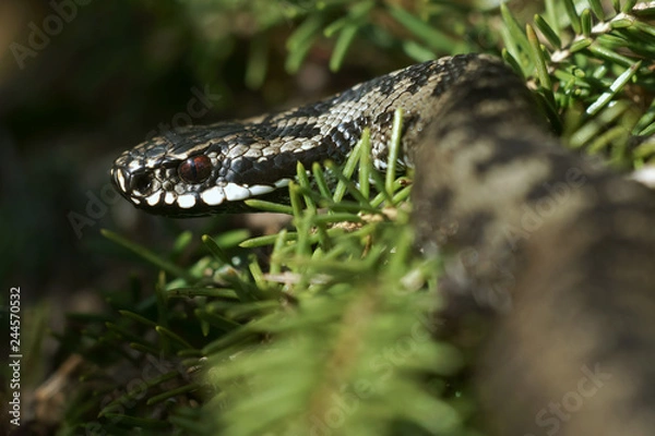 Fototapeta Adder in spring