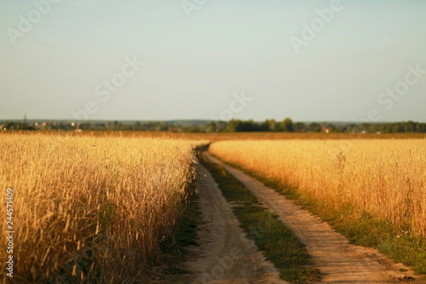 Obraz Wheat field with road