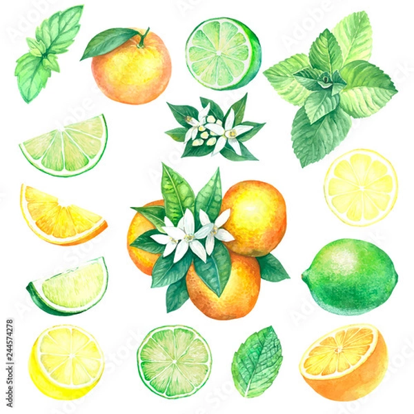 Obraz Cytryna, limonka, pomarańcza i mięta.