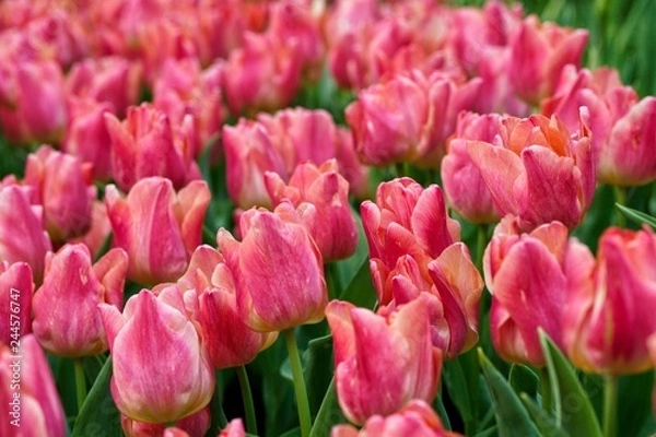 Obraz Red Tulip in the garden