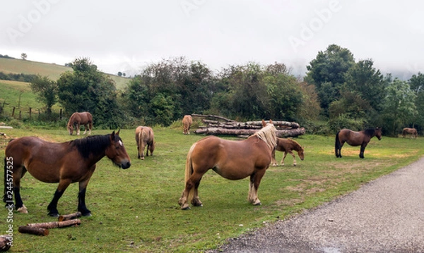 Fototapeta Horses in the fields of the Basque Country