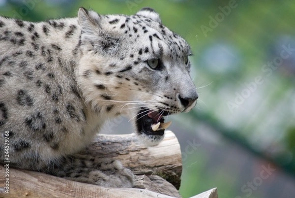 Fototapeta Schneeleopard