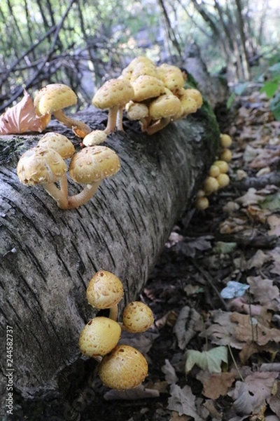 Fototapeta Pilze Herbst gefallener Baum Wald Birke Natur Holt Laub 