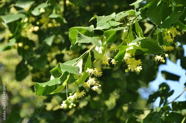 Obraz rameau de tilleul en fleur