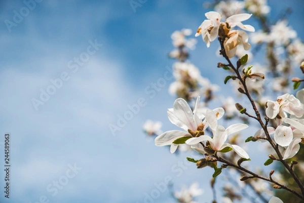 Fototapeta branch of blooming apple tree close up. sky on background
