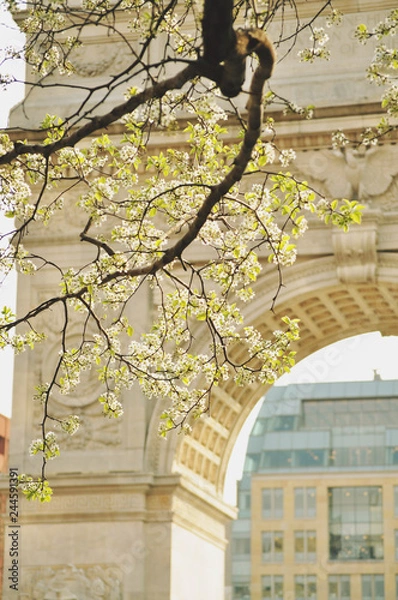 Obraz spring blossoms in the city