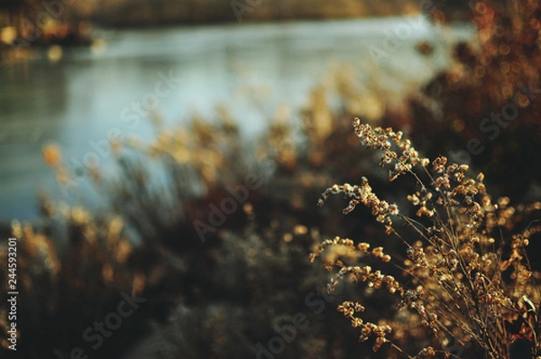 Obraz plants on lake