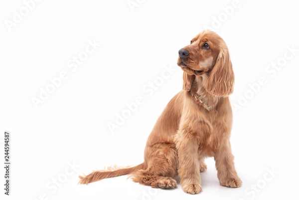 Obraz cocker spaniel photo shoot