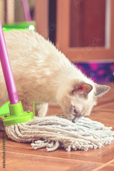 Fototapeta Curious cat near the bucket and mop for cleaning the floor. 