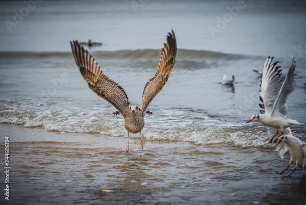 Fototapeta The seagull in flight