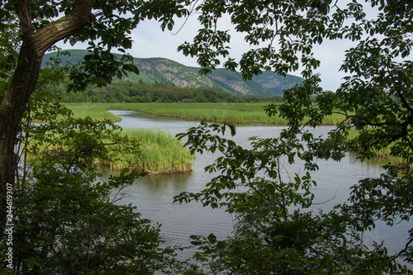 Obraz river marsh framed by forest branches