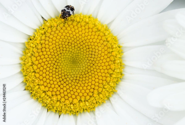 Obraz Beetle on daisy flower 