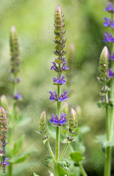 Obraz Lupinus flower