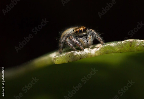 Obraz Carrhotus xanthogramma female jumping spider