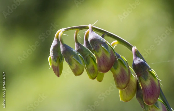 Obraz Green flower closeup