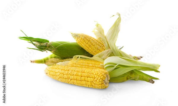 Fototapeta  corn isolated on white background