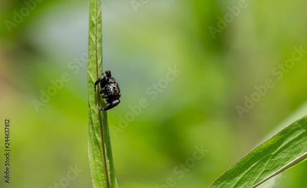 Obraz Jumping spider on grass evarcha arcuata 