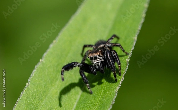 Obraz Evarcha arcuata jumping spider 