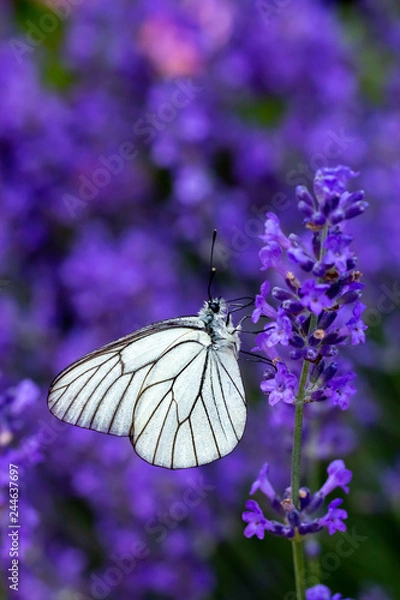 Obraz Butterfly on lavender