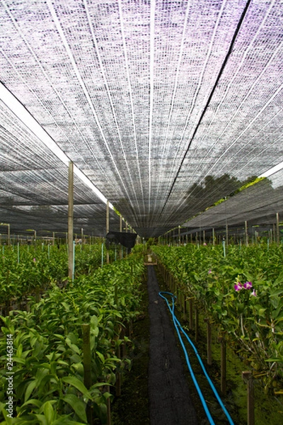 Obraz orchid farm2