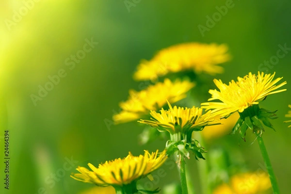 Obraz Charm Dandelions